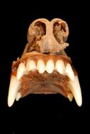 Nose and Tooth dog Anatomy