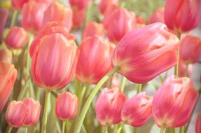 fresh spring tulips