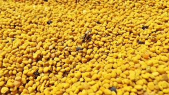 insect on yellow pollen