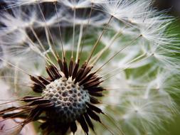 Dandelions Medical flower