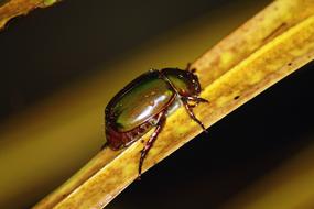absolutely beautiful Insect Macro