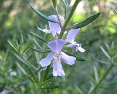 Rosemary Flower