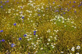 Chamomile Blossoms field