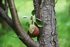 Pear Fruit at Tree trunk