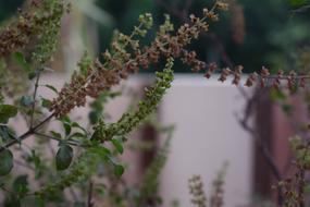medicinal wild plant