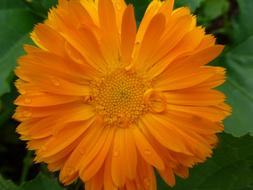 Calendula Officinalis, Pot Marigold, top view of flower