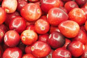 fresh Cranberry red fruits