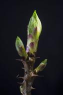 young sprout with spikes