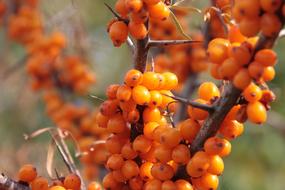 Buckthorn Fruits