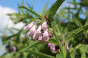 magnificent Lægekulsukker Symphytum