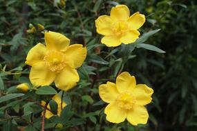 Hypericum St JohnS, Yellow flowers