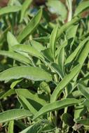 Sage Leaf Health green