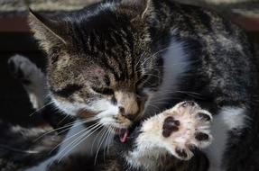 grey Cat licking paw