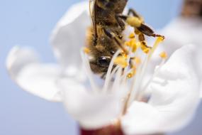 Insect Flower macro photo