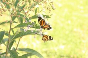 painted two striped butterflies and a flowering plant