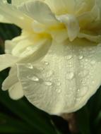 white Flower and Water Drops