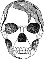 sketch of human skull