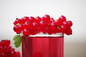 red currant for health