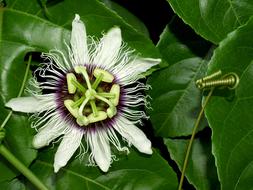 Passion Flower white green