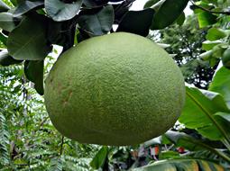 macro photo of green grapefruit on a branch