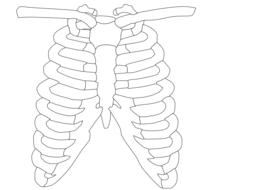 drawn rib cage