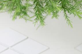 Fresh Green twigs with narrow tiny leaves at tile white background