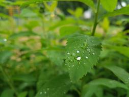 green Aqua Background