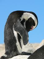 penguin cleans its beak