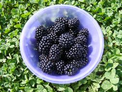 Bowl Blackberries