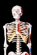 Skeleton Model