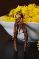 dandelions and root