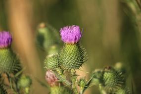 closeup view of purple Lappa Burdock Plants