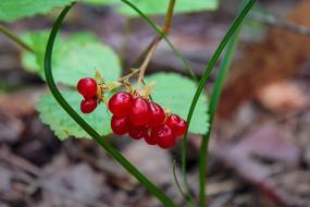 Berry Health red