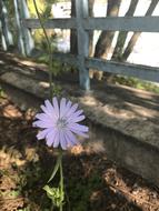 Chicory Flower Summer
