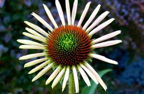 coneflower, top view, close up