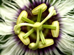 center of Passion Flower, macro