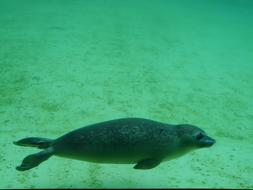 Seal Phoca