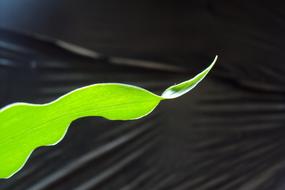 green Ginger Leaf