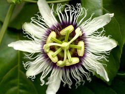 white Passion Flower Fruit