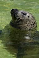 Seal Aquarium Water relax