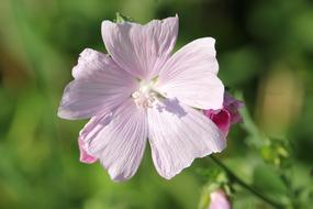 charming Marshmallow Pink
