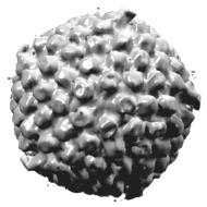 herpes simplex virus type i, microscope image