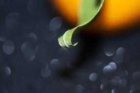 Green leaf of Tangerine, shallow depth of field