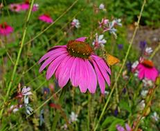 Tawny-Edged Skipper Butterfly on purple echinacea flower