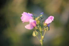 pink medical flower on blurred background