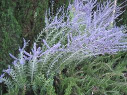 flowering medicinal lavender
