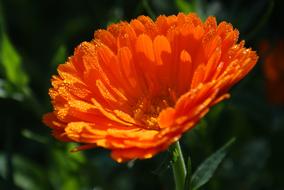 Calendula Medicinal flowers orange