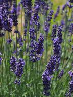 Lavender Flowers violet purple