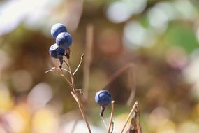 Landscape Fruit blue