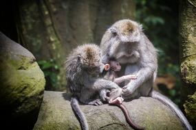 family of monkeys in the forest in Offen, France